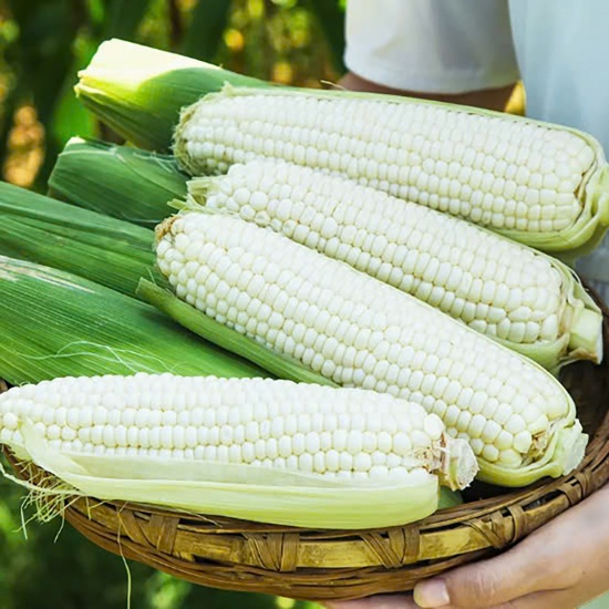 Bắp nếp (ngô nếp) nhà trồng tự nhiên